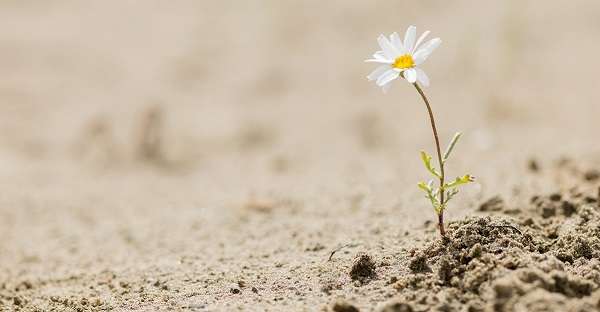 مدلهای نظری تابآوری
