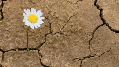 انسان تاب آور کیست؟ بررسی جامع مفاهیم و مولفه‌های کلیدی تاب آوری